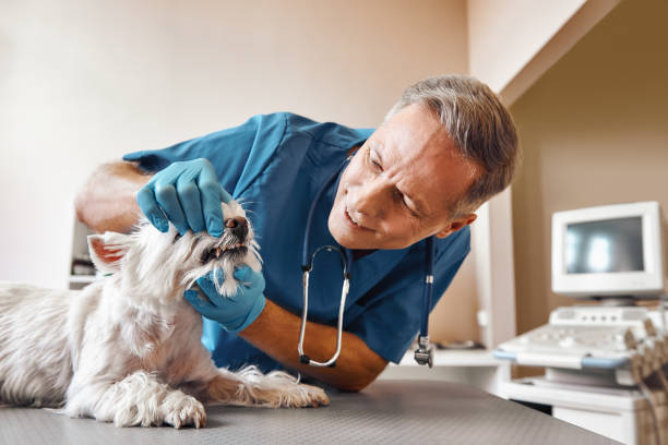 Best Emergency Root Canal Treatment in Noel, MO